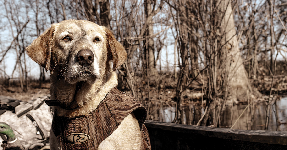 Ducks unlimited labrador retriever sales